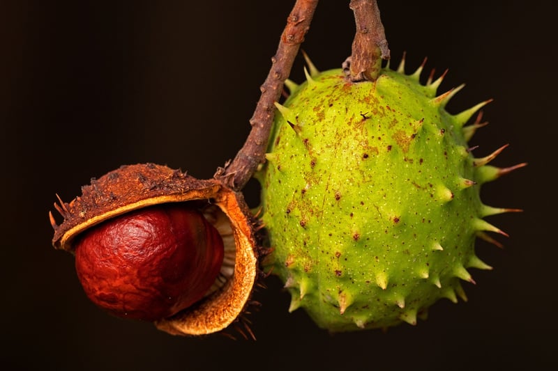 Superfood Selection